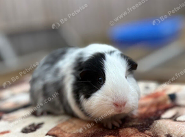Lone female guinea pig