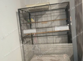 2 Budgies, Large cage small cage and food