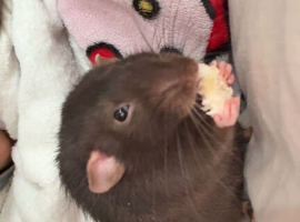 rehoming my boys rats