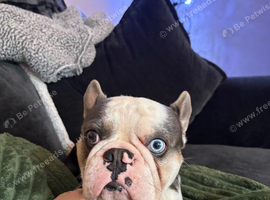 1 year old milo
