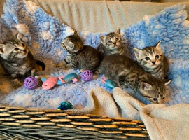 BSH Silver Tabby and Spotted  X bundles of love