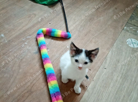8 weeks old