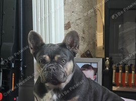 French Bulldog Female