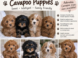 Cavapoo pups