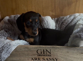 Gorgeous friendly puppies
