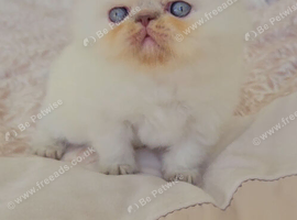 Stunning Pedigree Persian Kittens