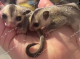 Twin boy sugar gliders.