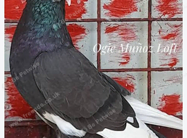 Roller pigeons