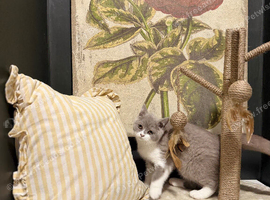 Stunning British short hair kittens