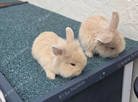 6 mixed mini lop/ lionhead bunnies for sale