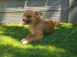 Adorable chihuahua