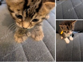 Kittens to rehome