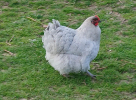 Lavender Orpington chicks - large fowl