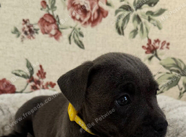 Puppy staff