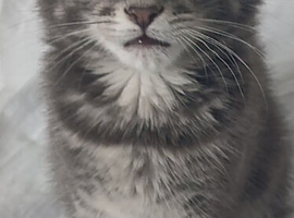 Mix Kitten 4 sale