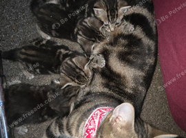 Beutiful kittens