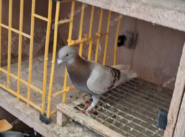 Racing pigeons