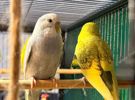 Pair 9 week old baby budgies available  home reared