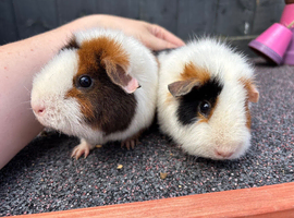2 x Teddy guinea pig sows