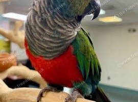 Crimson-bellied Conure