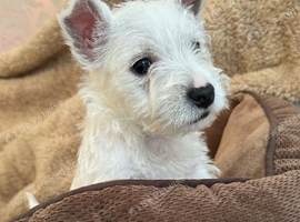 West highland terrier READY NOW
