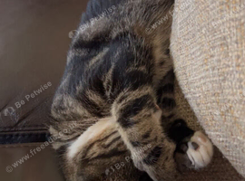 Male cat