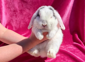 Mini lop doe