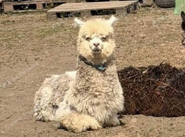 11 month old male alpaca