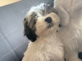 Malshi puppies