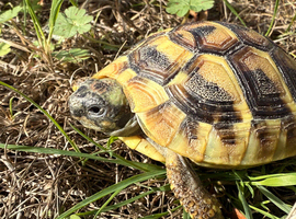 HERMANN&rsquo;S Garden Tortoises