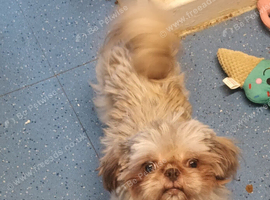 5 year old shih tzu girl