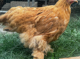 Buff Cochin hen