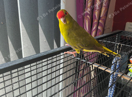 Kakarikis hand reared