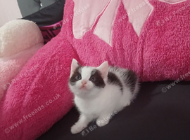Ms