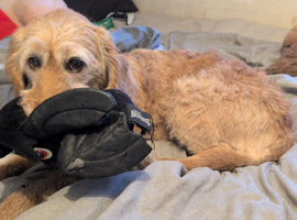 labradoodle looking for new home