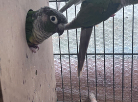 Pair of conures &pound;150
