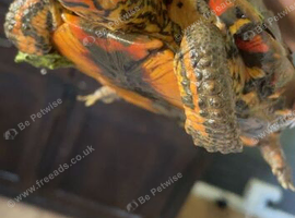 Painted wood turtle