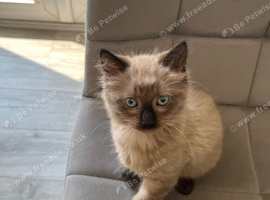 Male kitten
