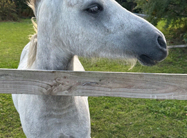 2 year old gelding