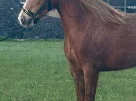 Beautiful chestnut roan section C mare