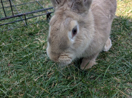 Flemish giant rabbits for sale