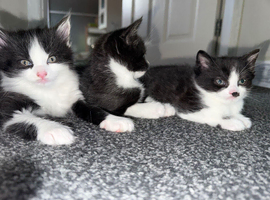 Beautiful kittens