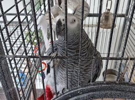 African grey parrot