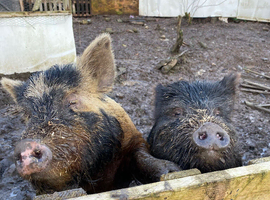 2 kune kune females