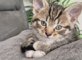 7 week British short hair cross bengal female