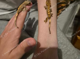 Crested geckos and starter set up