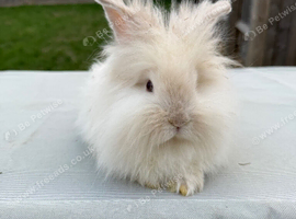 Angora mini lion lop mixed breed