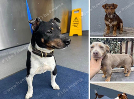 Jack Russell's for stud