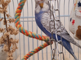 Budgies Age 13 weeks