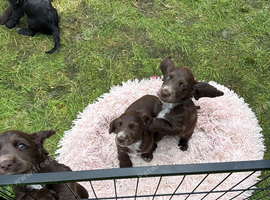 Cocker spaniels for sale